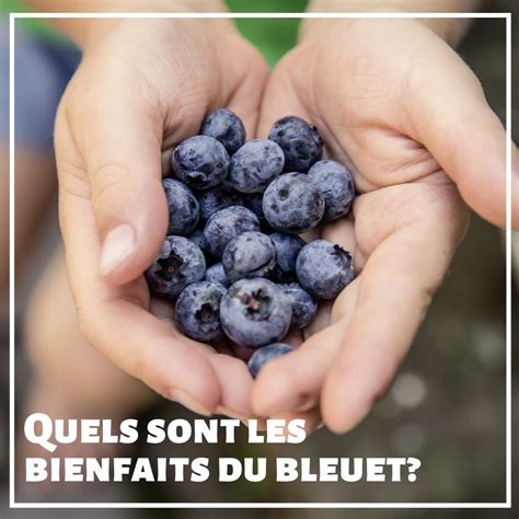 bienfaits du bleuet.